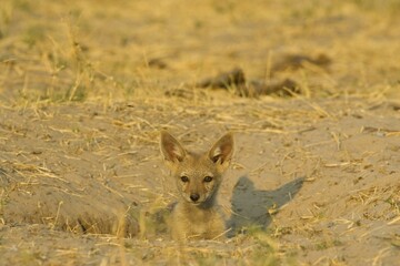 Black-backed Jackal (Canis mesomelas), puppy looking out its burrow, Chobe National Park, Botswana, Africa