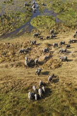 African Elephants (Loxodonta africana), breeding herd, roaming in a freshwater marsh, aerial view, Okavango Delta, Botswana, Africa