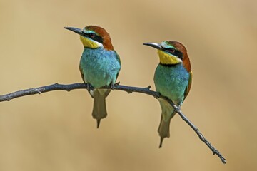 Two European bee-eaters (Merops apiaster), animal pair sitting on branch, Rhineland-Palatinate, Germany, Europe