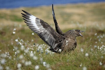 Greater Gull (Stercorarius skua), calling in Cottongrass, Runde Island, Norway, Europe