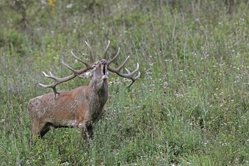 Red deer (Cervus elaphus), calling, in a meadow, during rut, southern Hungary