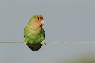 Rosy-faced lovebird (Agapornis roseicollis) adult on wire fence, South-east Namibia
