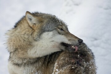 Wolf (Canis lupus) grooming, captive, Germany, Europe