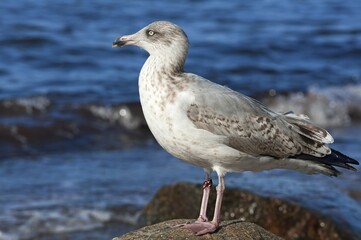 Young Yellow-legged Gull  (Larus michahellis) perched on a rock, Baltic Sea, Mecklenburg-Western Pomerania, Germany, Europe