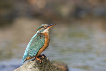 Kingfisher (Alcedo atthis), female, on stone, Hesse, Germany, Europe
