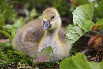 Greylag goose (Anser anser), sitting chick, Schleswig-Holstein, Germany, Europe