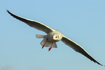 Black-headed gull (Chroicocephalus ridibundus) in flight, Lake Kemnade, Witten, North Rhine-Westphalia, Germany, Europe