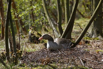 Brooding Greylag goose in her nest (Anser anser), Schleswig-Holstein, Germany, Europe