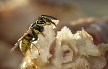 European wasp (Vespula germanica), sitting and feeding on fried bacon, Germany, Europe