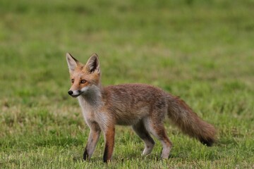 Young red fox (Vulpes vulpes) standing on a mowed lawn, Allgaeu, Bavaria, Germany, Europe
