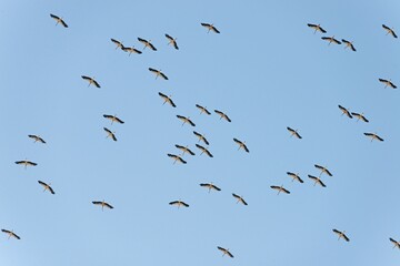 White Storks (Ciconia ciconia), crowd the departure from winter quarters, Silves, District Faro, Portugal, Europe