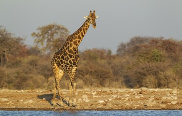 South African giraffe (Giraffa camelopardalis giraffa), handsome male at waterhole, evening light,...