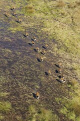 Red Lechwe (Kobus leche leche), running in a freshwater marsh, aerial view, Okavango Delta, Botswana, Africa