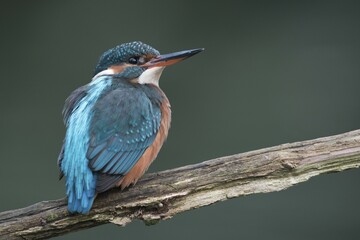 Kingfisher (Alcedo atthis), Emsland, Lower Saxony, Germany, Europe
