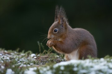 Red Squirrel (Sciurus vulgaris), Emsland, Lower Saxony, Germany, Europe