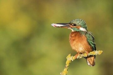 Female Eurasian kingfisher (Alcedo atthis) perched on branch, fish in beak, Hesse, Germany, Europe