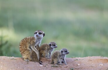 Suricates (Suricata suricatta), female with three young in the evening at their burrow, one young is suckling, during the rainy season in green surroundings, Kalahari Desert, Kgalagadi Transfrontier Park, South Africa, Africa