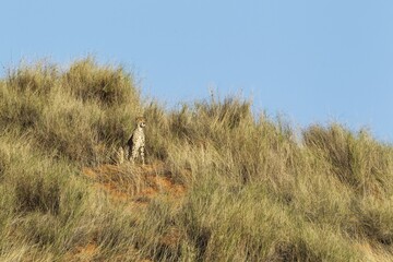 Cheetah (Acinonyx jubatus), on a grass-grown sand dune, Kalahari Desert, Kgalagadi Transfrontier Park, South Africa, Africa