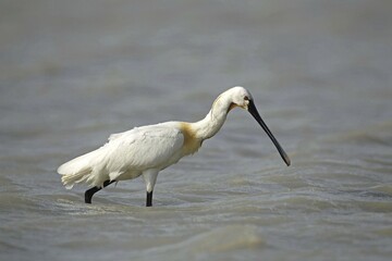 Eurasian spoonbill (Platalea leucorodia), Burgenland, Austria, Europe