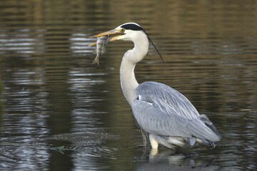 Grey herons (Ardea cinerea) with captured fish in water, Hesse, Germany, Europe