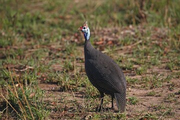 Helmeted guineafowl (Numida meleagris), Kruger National Park, South Africa, Africa