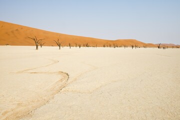 Dead camel thorn trees (Acacia erioloba) in Deadvlei, Sossusvlei, Namib Desert, Namibia, Africa