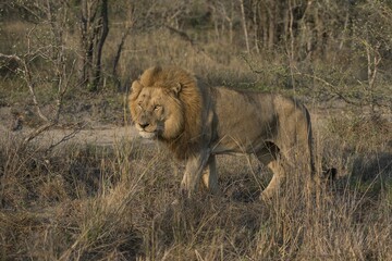 Lion (Panthera leo), Sabi Sands Game Reserve, South Africa, Africa