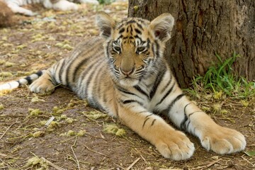 Royal Bengal tiger (Panthera tigris) lying on ground, age 3 months, captive