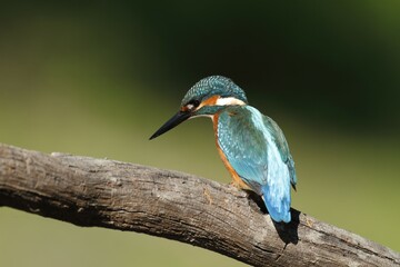 Kingfisher (Alcedo atthis), adult male, perched, Middle Elbe Biosphere Reserve, Saxony-Anhalt, Germany, Europe