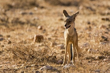 Black-backed jackal (Canis mesomelas), Samburu National Reserve, Kenya, Africa