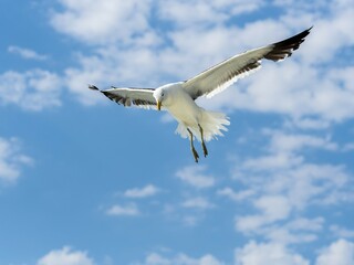 Kelp Gull (Larus dominicanus) in flight, Walvis Bay, Erongo Region, Namibia, Africa
