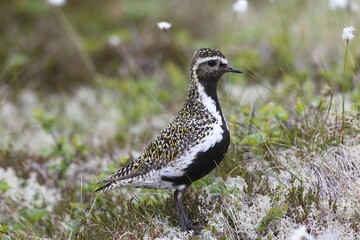 Golden plover (Pluvialis apricaria) in tundra, tussock cottongrass (Eriphorum vaginatum), Lofoten, Norway, Europe