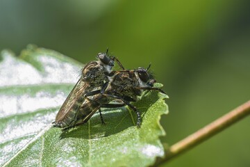 Common Robber Fly (Tolmerus atricapillus), couple mating, Region of Southern Denmark, Denmark,...