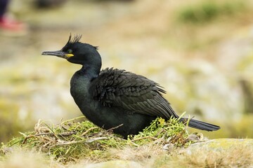 European Shag (Phalacrocorax aristotelis), Farne Islands, Northumberland, England, United Kingdom, Europe