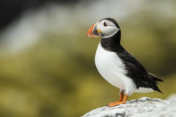 Puffin (Fratercula arctica), Farne Islands, Northumberland, England, United Kingdom, Europe