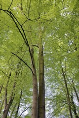 European beech (Fagus sylvatica), view into the treetops with fresh green leaves, North Rhine-Westphalia, Germany, Europe