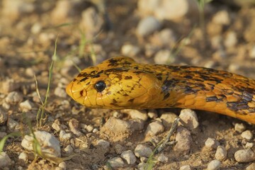 Cape Cobra (Naja nivea), Kalahari Desert, Kgalagadi Transfrontier Park, South Africa, Africa