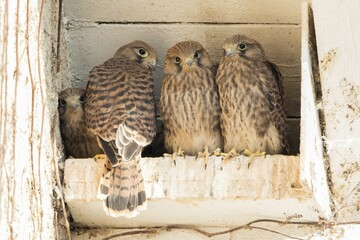 Young common kestrels (Falco tinnunculus) in nest box, Hesse, Germany, Europe