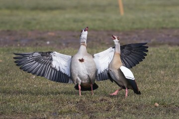 Egyptian Geese (Alopochen aegyptiacus), courtship display, Hesse, Germany, Europe