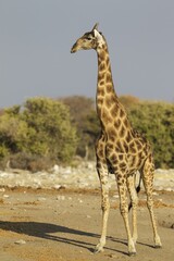 South African giraffe (Giraffa camelopardalis giraffa), handsome male, Etosha National Park, Namibia, Africa