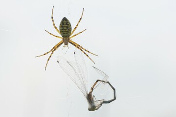 Wasp spider (Argiope bruennichi) with captured dragonfly, Lower Saxony, Germany, Europe