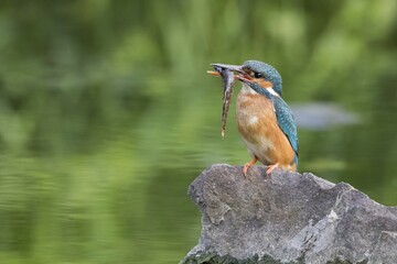 Kingfisher (Alcedo atthis) with a captured fish sitting on stone, Hesse, Germany, Europe