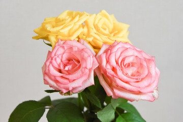 ピンクと黄色のばら