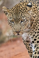 Leopard (Panthera pardus), animal portrait, Tsavo West National Park, Kenya, Africa