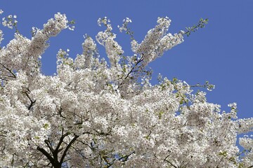 Blossoming cherry (Prunus sp.) tree, Germany, Europe