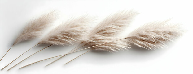Beige pampas grass stems on white