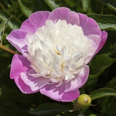 Chinese peony or common garden peony (Paeonia lactiflora), Ama No Sode variety, blossom