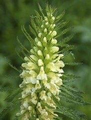 Crested lousewort (Pedicularis comosa), Mittenwald, Bavaria, Germany, Europe