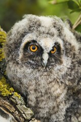 Long-eared owl (Asio otus), juvenile, portrait, Burgenland, Austria, Europe