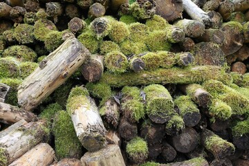 Woodpile covered with moss, Allgäu, Bavaria, Germany, Europe